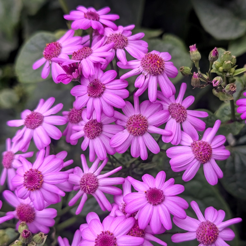 purple flowers