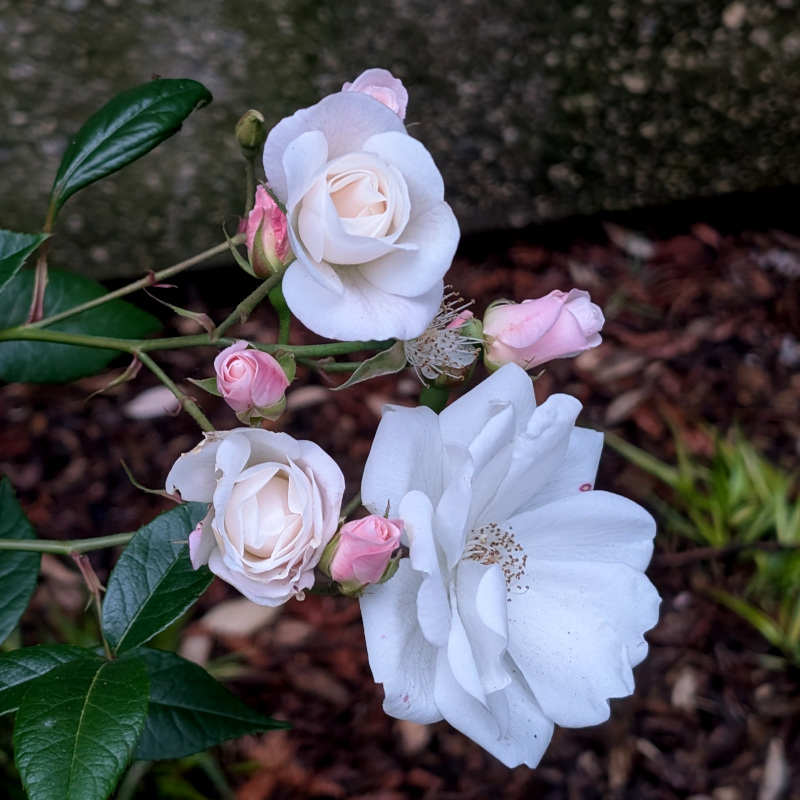pink flowers. roses maybe?