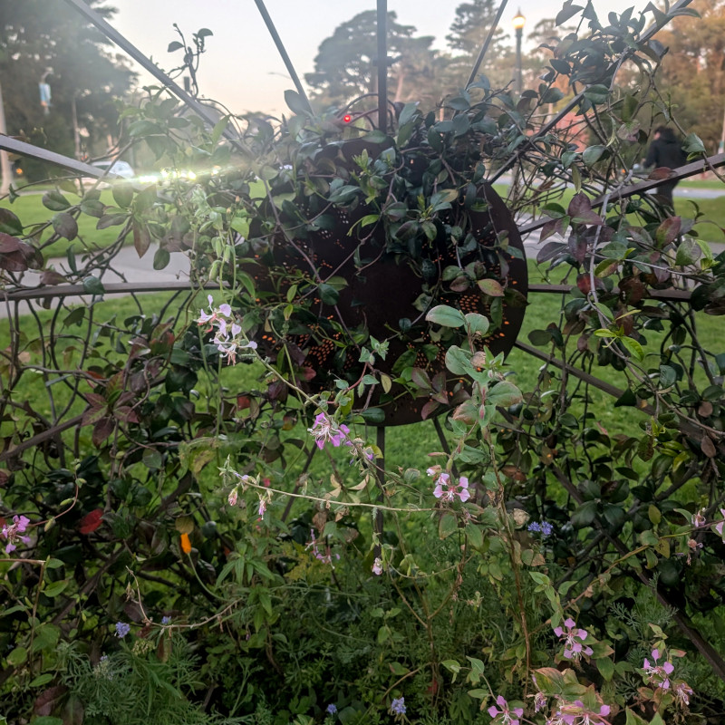 metal latticework with flowering vines and a light which is artsy but totally confounded my phone's camera function