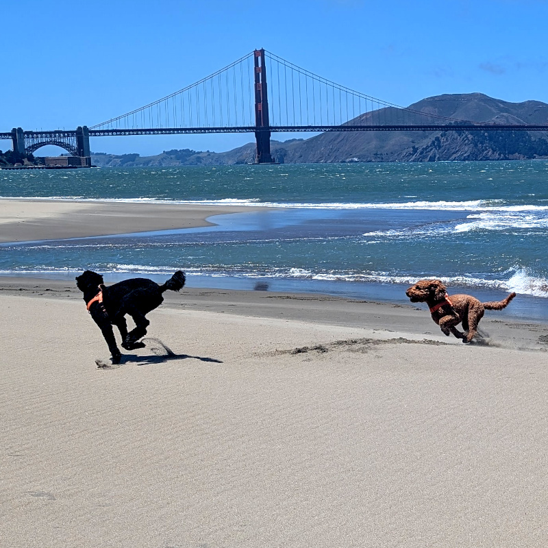 in the foreground, a couple of dogs chase around. in the background, one tower of the Golden Gate Bridge. oh hey and I guess you can see Fort Point too