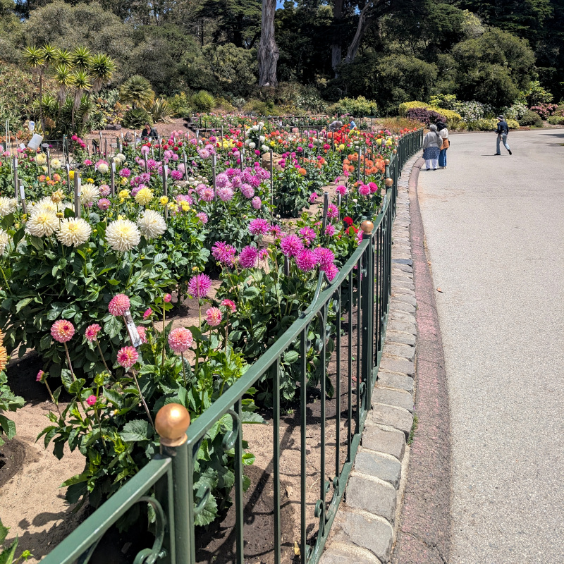 The dahlia garden by SF's Conservatory. Did you know the dahlia is San Francisco's official flower? Now you do