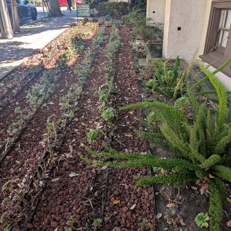 a path of red stone snakes among planted areas. some frond-y things cross the path. I guess nobody into meditative shuffling ever thinks to bring their machete