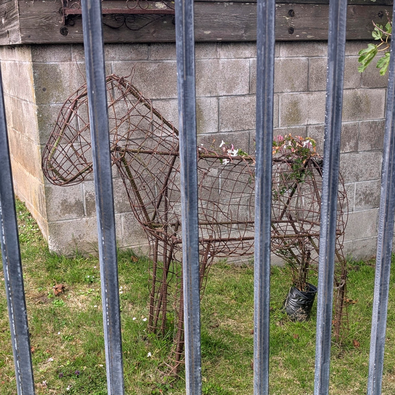 view through fence of a garden decoration, a wire-frame donkey(? or mule?) with flowering vines just starting to crawl around it