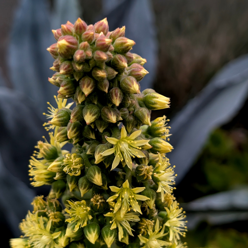 yellow flowers